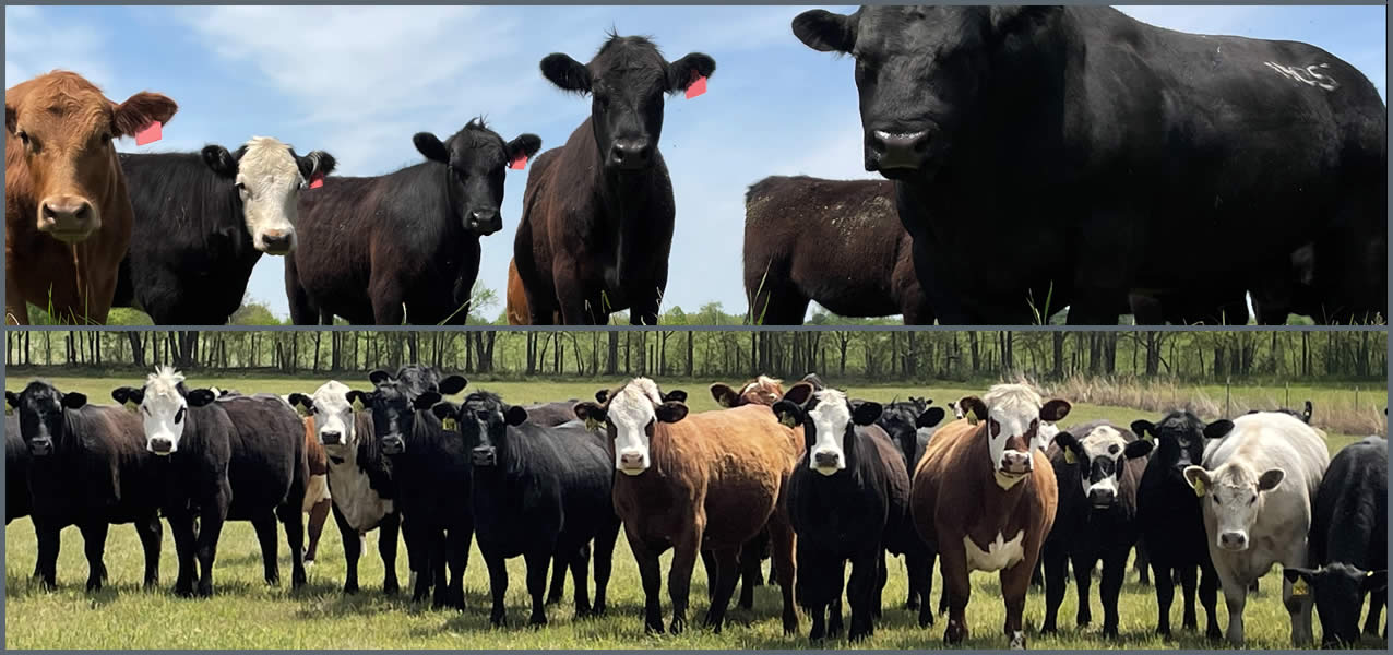 collage of images of cattle